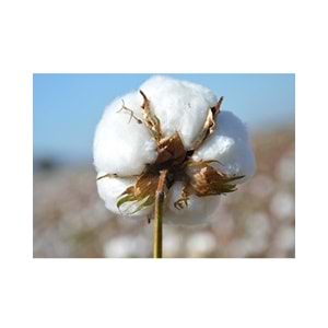 Karı Koca Yastığı 50x150+Yastık Kılıfı, Pamuklu, Double Size Uzun Maxi Boy Yastık (50x150)