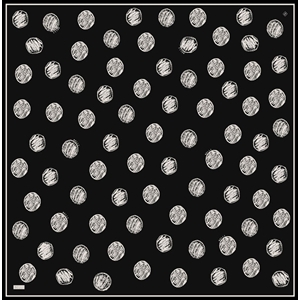 Belli Twill Saf İpek Eşarp - 2026-2027 Sonbahar-Kış 4427D (T) - Renk-02